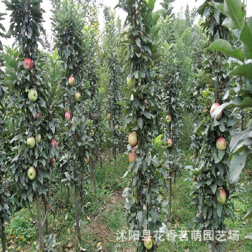 优选柱状苹果树种子 约20粒/包 盆栽观赏食用阳台树 减肥健康果树