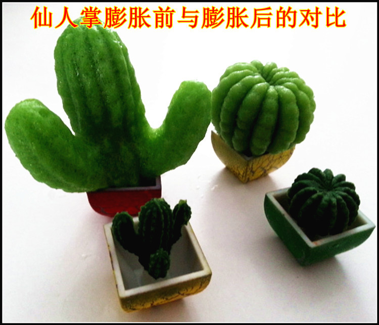 浙江金华2014地摊热销新产品 膨胀植物仙人掌 会长大的植物 新奇特