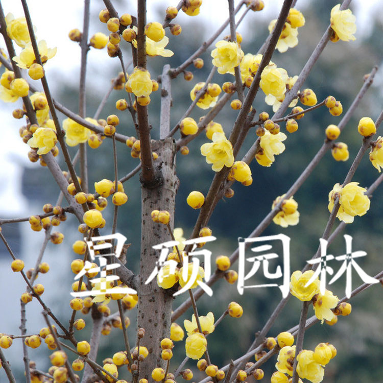 【星硕园林】供应园林绿化苗木 腊梅花,腊梅树