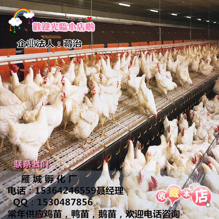 厂家直销白羽肉鸡苗艾维茵肉鸡苗817白羽肉鸡苗品种保证