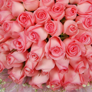 戴安娜玫瑰 粉色玫瑰 新鲜好看 量大优惠 求爱必备花 每捆20朵