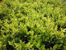 灌木-金森<em>女贞</em>小苗 金森<em>女贞</em>地栽苗 批发园林绿