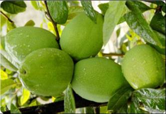 【火熱預(yù)訂】基地自產(chǎn) 貴州高原新鮮特級優(yōu)特 野木瓜  批發(fā)團購