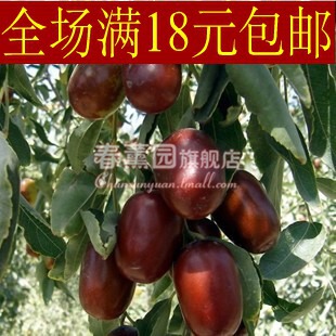 果树-特价抢购 新品种枣树苗 果树苗【大红枣】