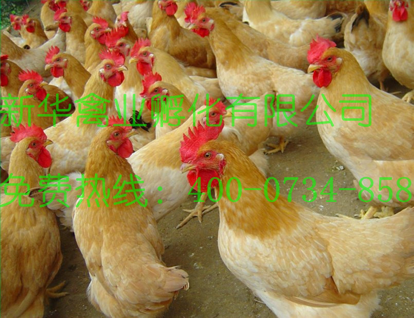 三黄鸡-四川重庆地区收购土鸡土杂鸡三黄鸡皖
