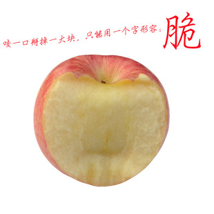 新鲜大个精品情侣苹果包邮 单个快递 85mm烟台栖霞红富士批发