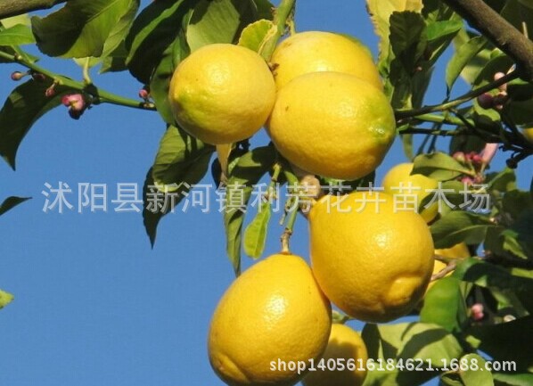 果树-蜜柚苗 嫁接红心蜜柚 南方北方盆栽柚子树