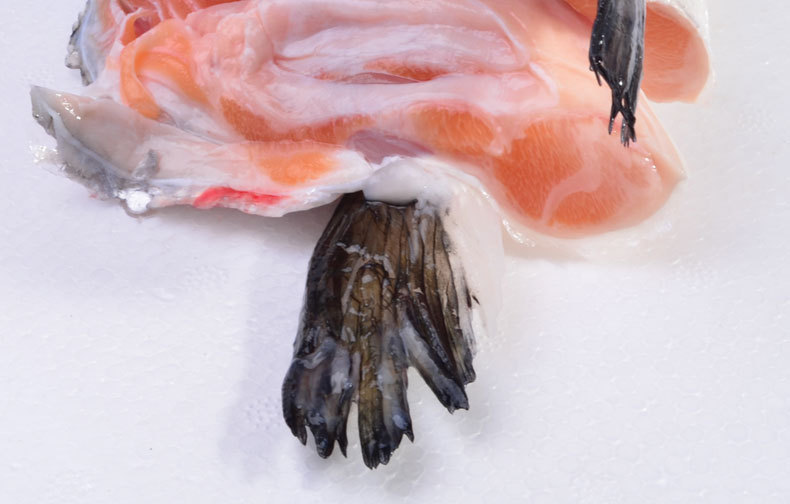 【【天天海鲜】超大个挪威冰鲜三文鱼头约50