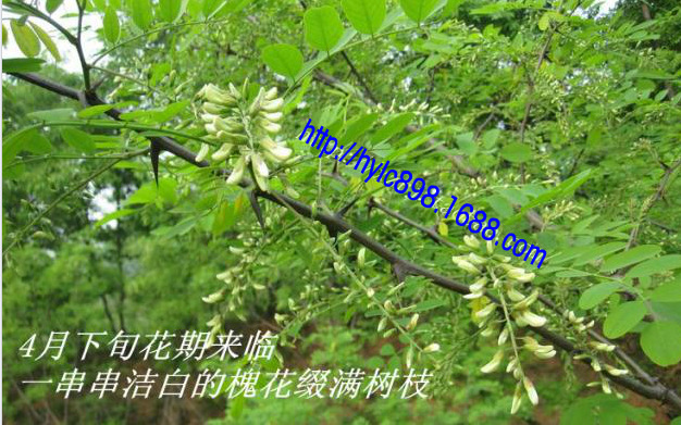大量供应 槐花 洋槐花 2014新槐花 凉血清火 产地直销