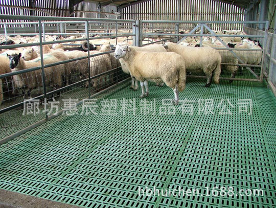 绿色塑料羊床用于绵羊场