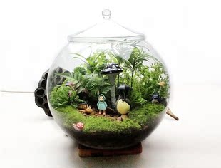 苔藓大号微景观生态瓶创意盆栽办公室植物