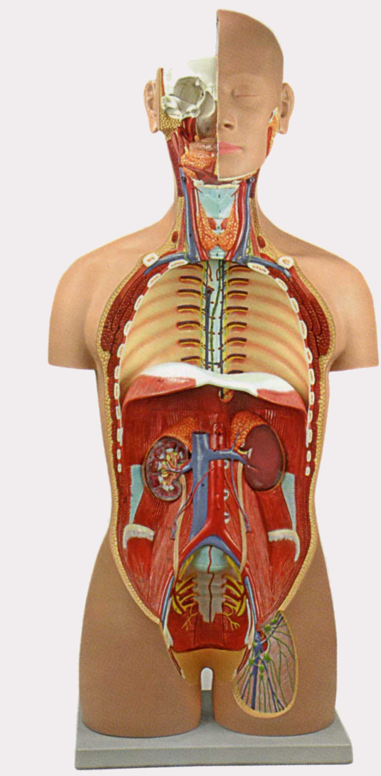 厂家直销 42cm无性躯干模型18件 人体内脏器官模型 人体解剖模型
