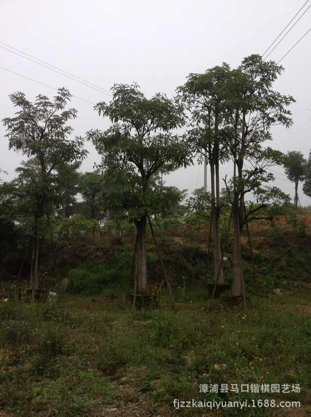 盆架子 糖胶树 盆架树 福建漳州供应地苗移植苗绿化乔木产地供应