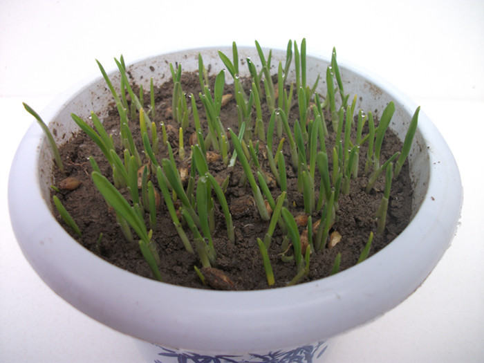 大麦种子 芽苗菜种子 出芽率高 厨房有机蔬菜 芽