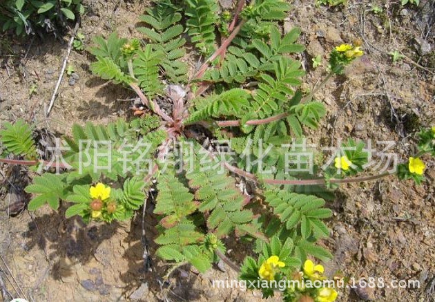 供应野生植物种子 委陵菜种子