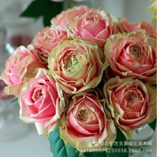 Ʒŷ ¹¼ عpitahaya ǤС翹