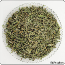 柴胡苗_柴胡苗价格_优质柴胡苗批发\/采购