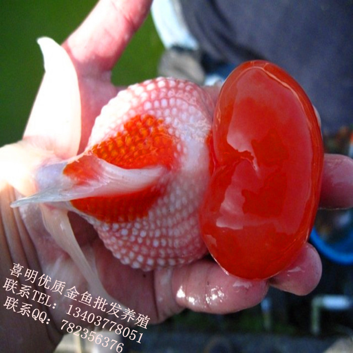 观赏鱼元宝狮皇冠珍珠兰寿观赏鱼金鱼 金鱼水花鱼苗批发订购中
