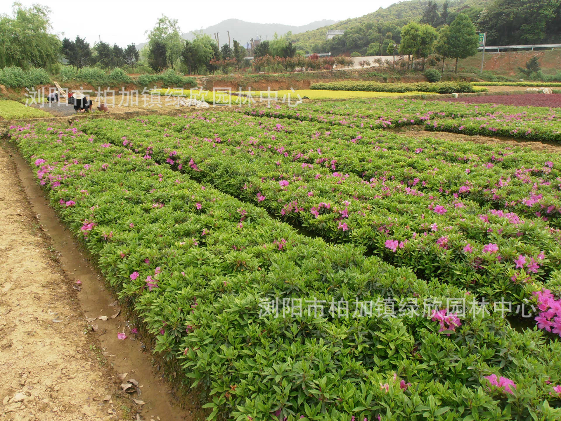 大量供应湖南苗木——松柏 塔柏 圆柏 龙柏