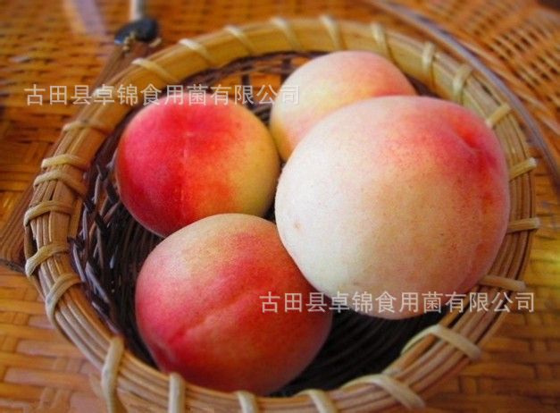 古田水蜜桃白凤桃