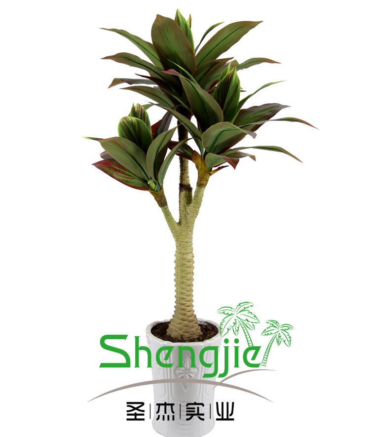 0121 菠萝红铁 48叶 120CM