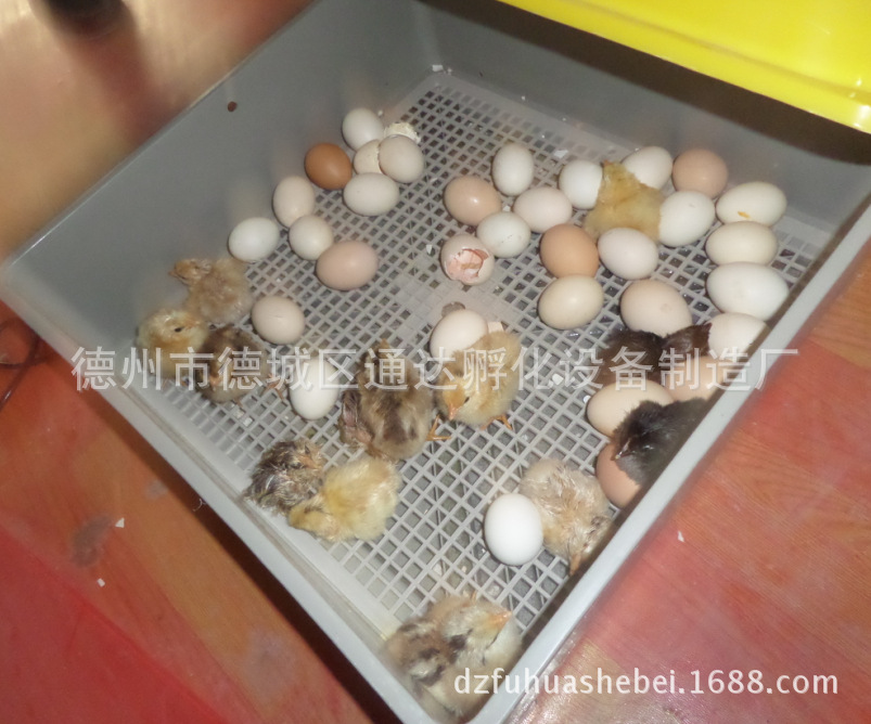 48 egg hatching machine quail hatching machine全自动孵化机