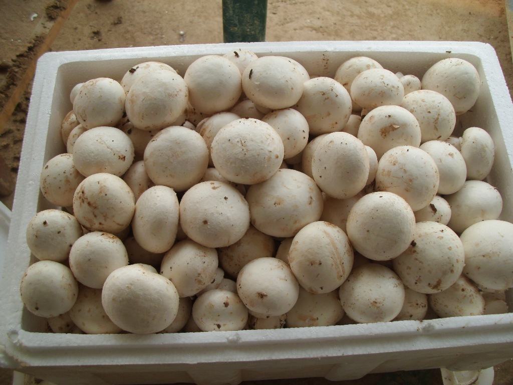 山东鲜蘑菇山东新鲜双孢菇 蔬菜批发用新鲜优质蘑菇批发