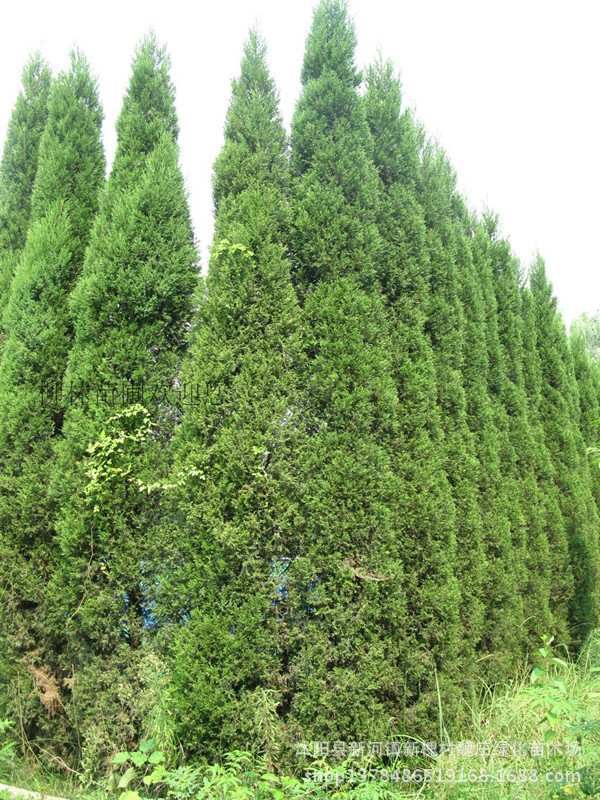 形态特征:常绿小乔木,高达12米;树皮褐色,纵裂,呈长条薄片脱落;树冠塔