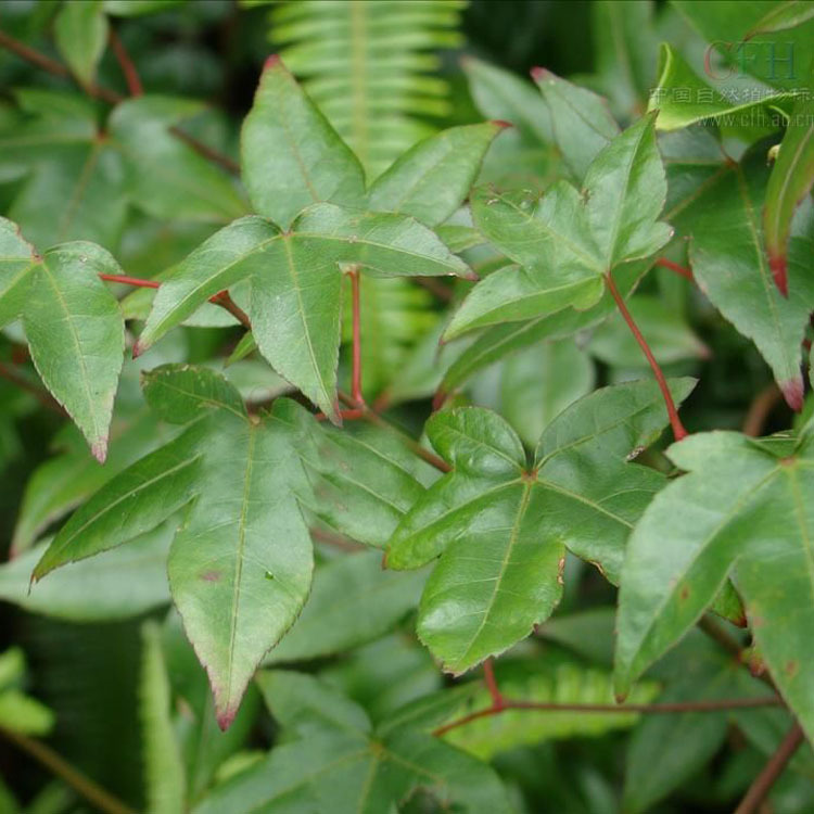 【景佳园艺】供应各种工程苗木 花卉 基地直销 优质 青枫