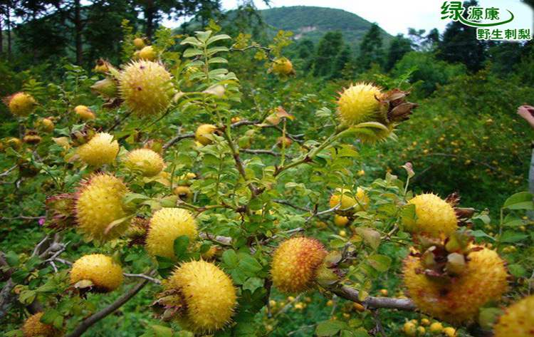 【火熱預(yù)訂】基地自產(chǎn) 貴州高原新鮮特級優(yōu)特 刺梨鮮果 批發(fā)團購