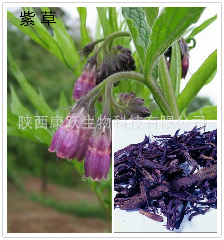 《小儿药证直诀》,鸦衔草《纲目》,紫草根《现代实用中药》,山紫草