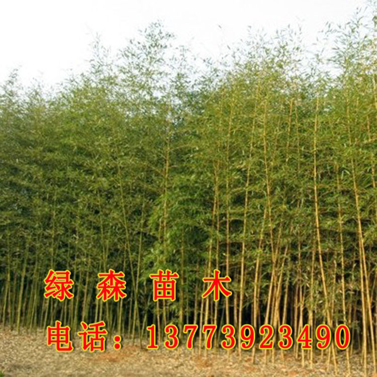 竹类植物-直销批发 金镶玉竹苗 竹子 工程苗 耐