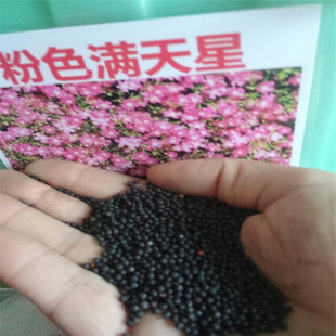批发粉色满天星种子 白花满天星 草花种子出芽率高满天星花种子