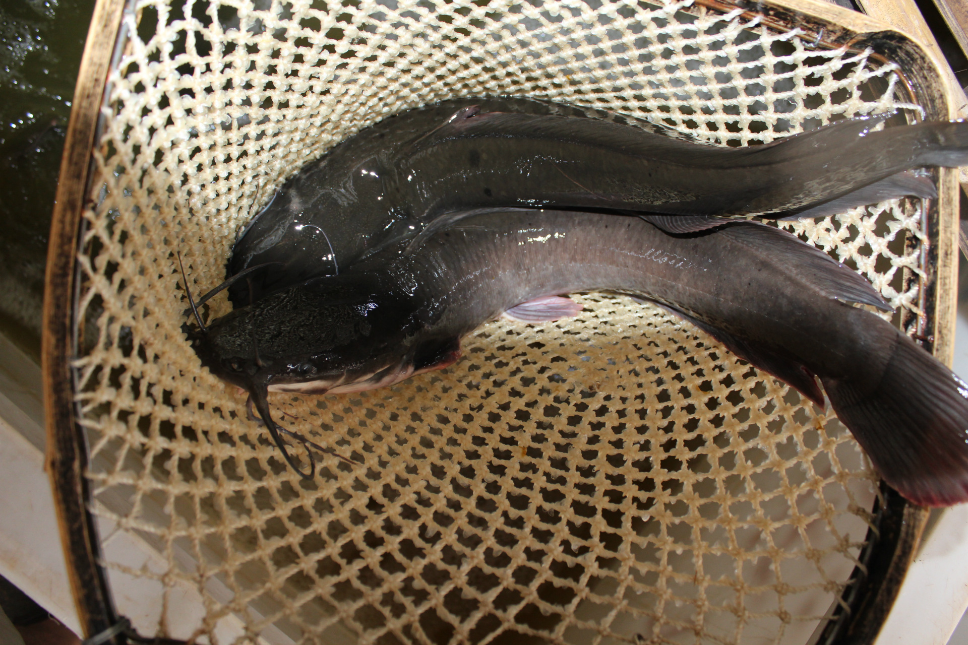 冷冻粗加工水产品-速冻冷冻塘虱 八胡鲶鱼单冻