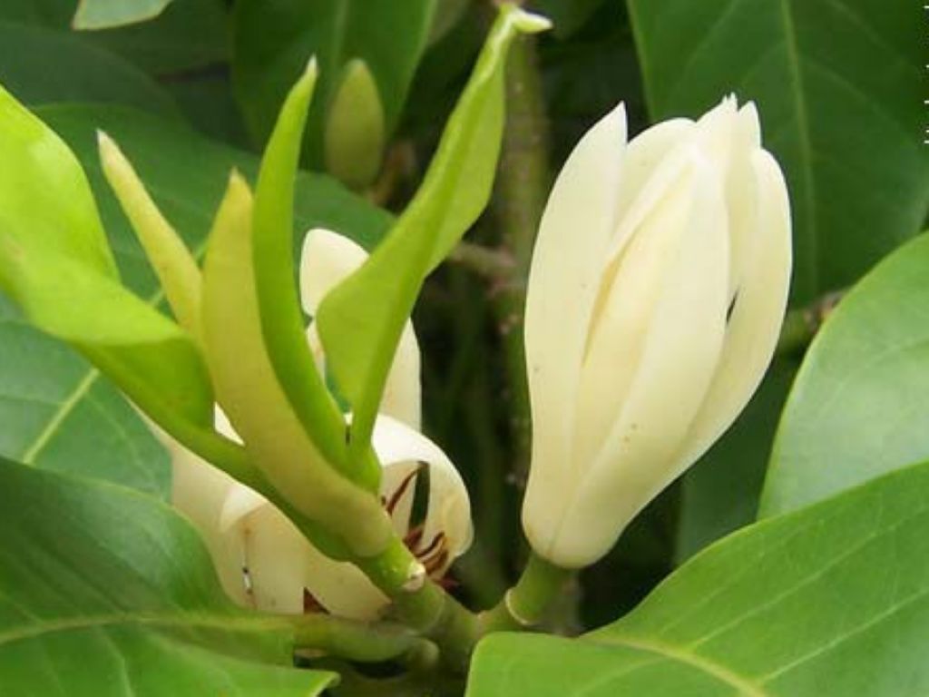White Magnolia Flower - Free photo on Pixabay - Pixabay