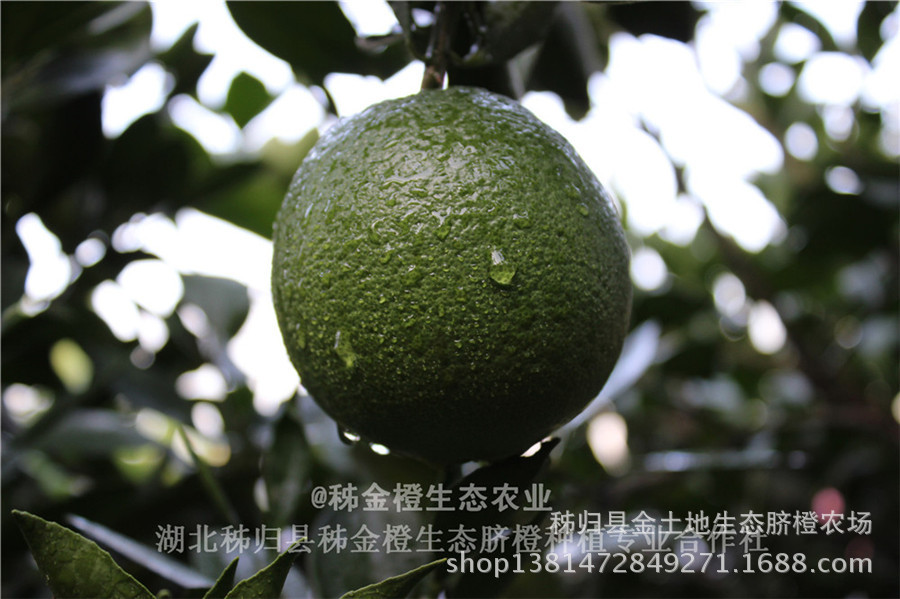 屈乡秋橙九月红
