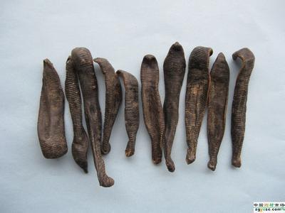 中药材 中药饮片水蛭 图片_高清大图 - 阿里巴巴