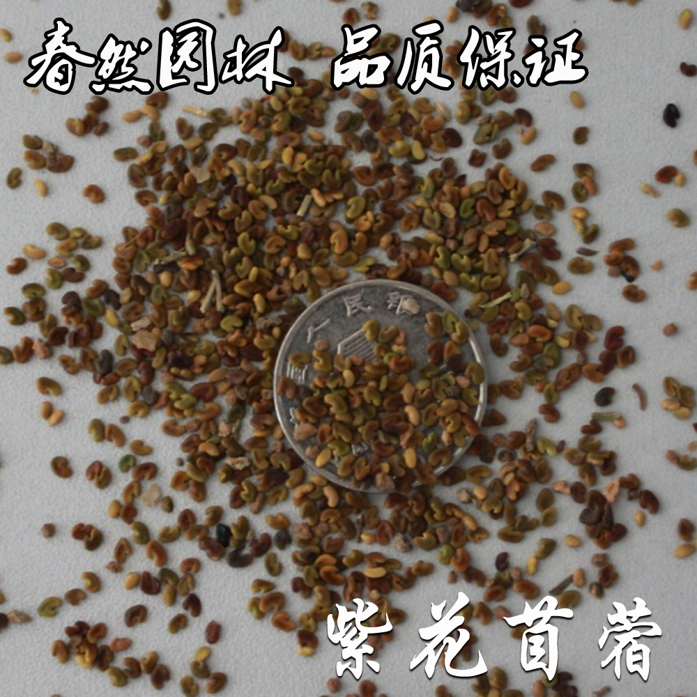 实体店铺批发进口牧草 紫花苜蓿种子草种 产量高适口性好 芽率高