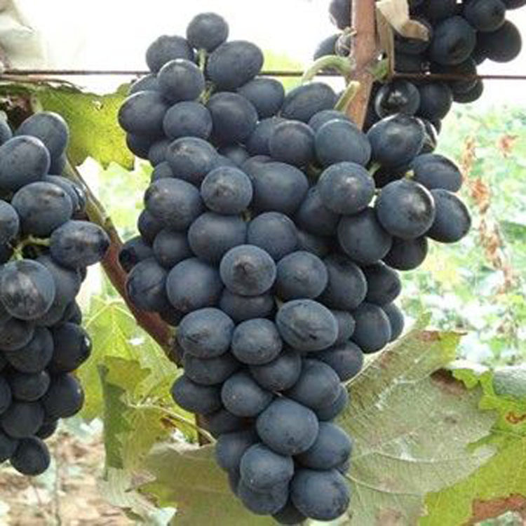 基地直销 果树苗 葡萄苗 葡萄树葡 萄树苗盆栽