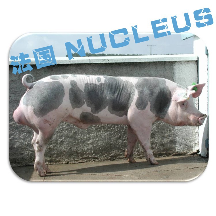 皮特兰--法国nucleus种猪