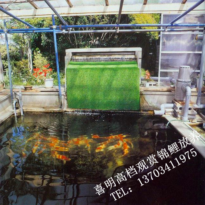 锦鲤放养7