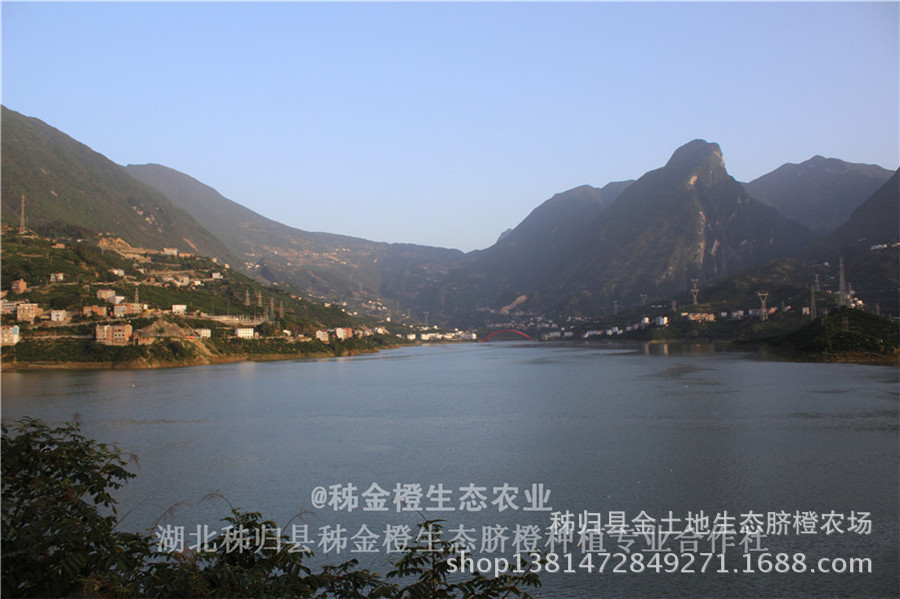屈乡秋橙九月红