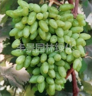 果树-居家种植庭院果树苗木新品种 青提葡萄苗
