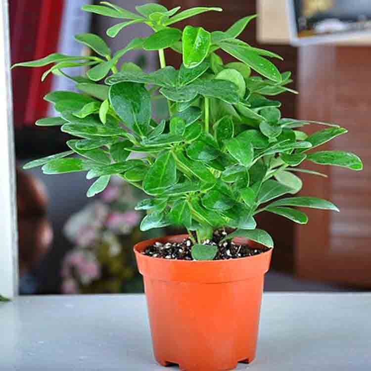 盆景-苗木基地直销 优质鸭脚木小盆栽 供应绿化