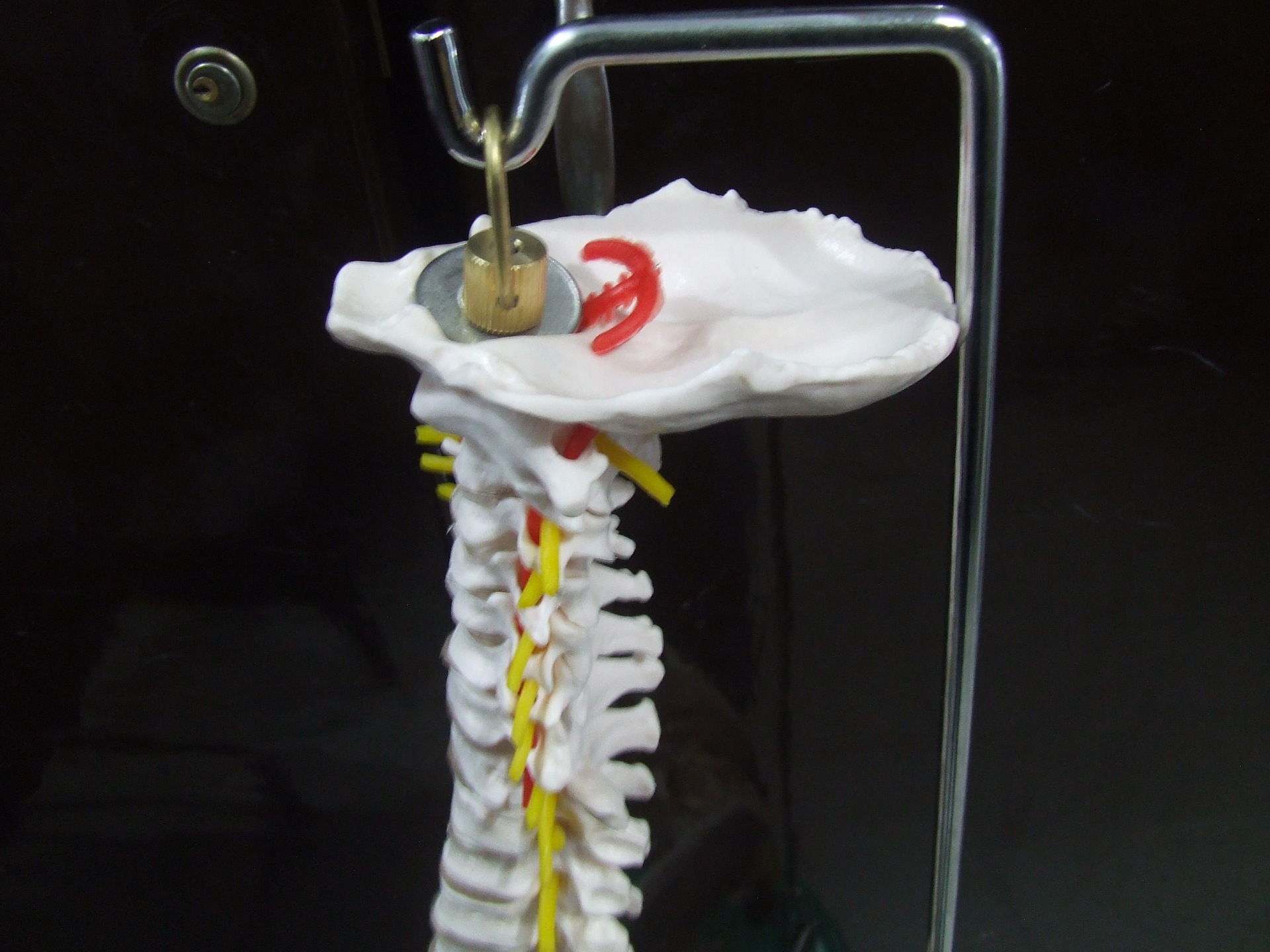 自然大脊椎、腰椎、颈椎、头骨、盆骨、尾骨、
