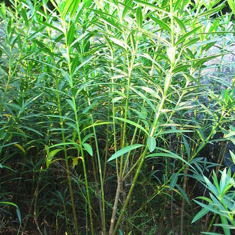 大量批发 夹竹桃 夹竹桃树小苗 庭院绿篱美化用苗 货源充足