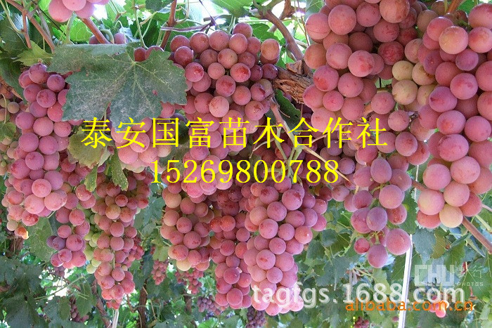 【葡萄苗 苗圃销售葡萄盆栽 一年苗当年结果苗