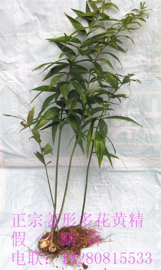 植物原药材-四川黄姜野生老虎姜姜形黄精多花