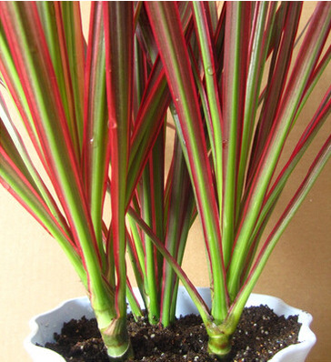 批发采购盆景-五彩千年木盆栽 三色龙血树 七彩