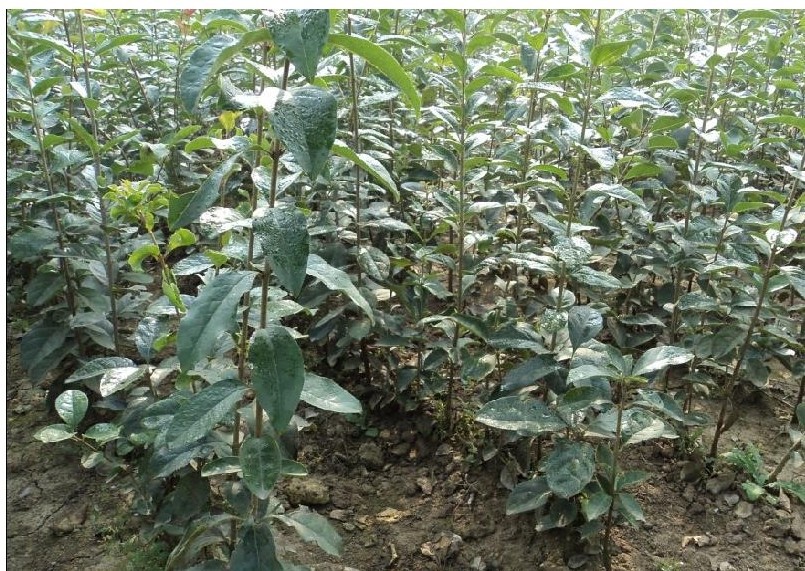 其他园林植物-产地供应流苏小苗,流苏苗,流苏,